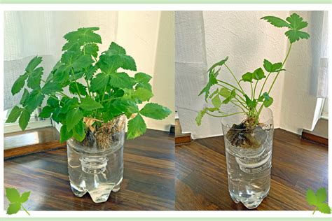 植物栽培方法|野菜栽培を始める上で知っておくべき基礎知識！5つのポイント。